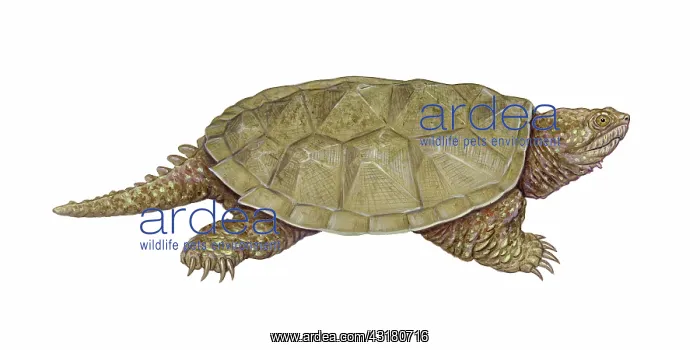 : Common Snapping Turtle : Common Snapping Turtle