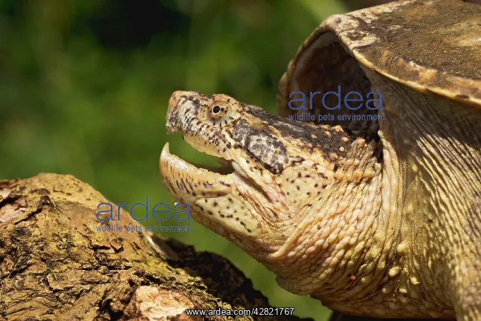 : Common Snapping Turtle - close up : Common Snapping Turtle - close up