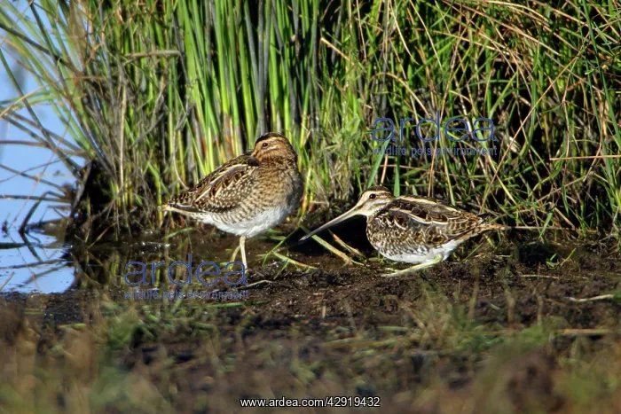 : Common Snipe - 2 birds resting at lake's edge : Common Snipe - 2 birds resting at lake's edge