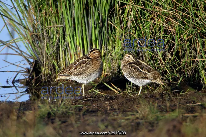  : Common Snipe - 2 birds resting at lake's edge