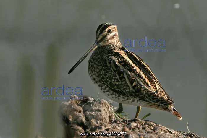 : Common Snipe : Common Snipe