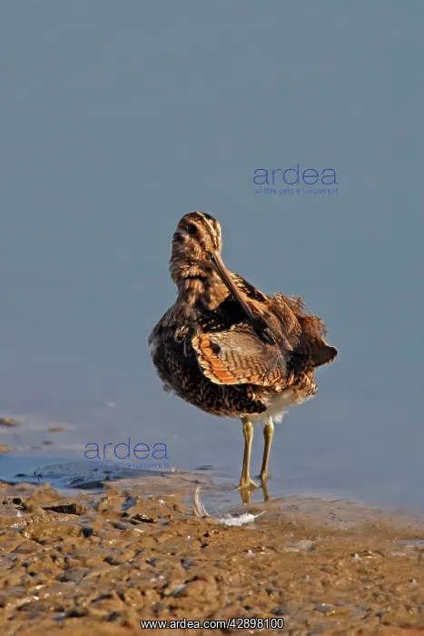 : Common Snipe : Common Snipe
