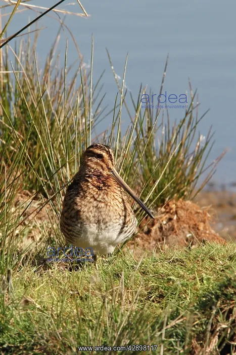 : Common Snipe : Common Snipe