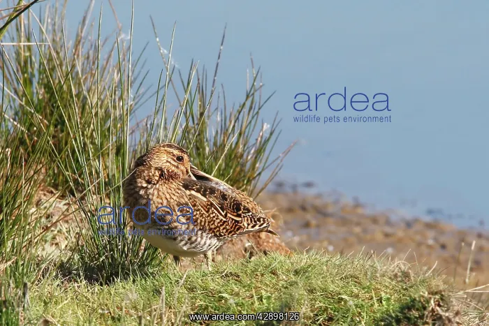 : Common Snipe : Common Snipe