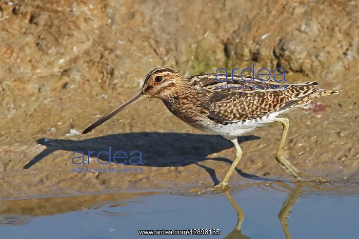 : Common Snipe : Common Snipe