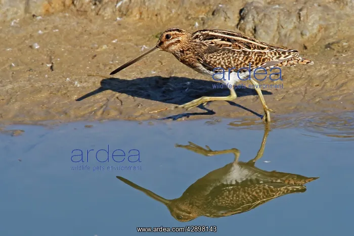 : Common Snipe : Common Snipe