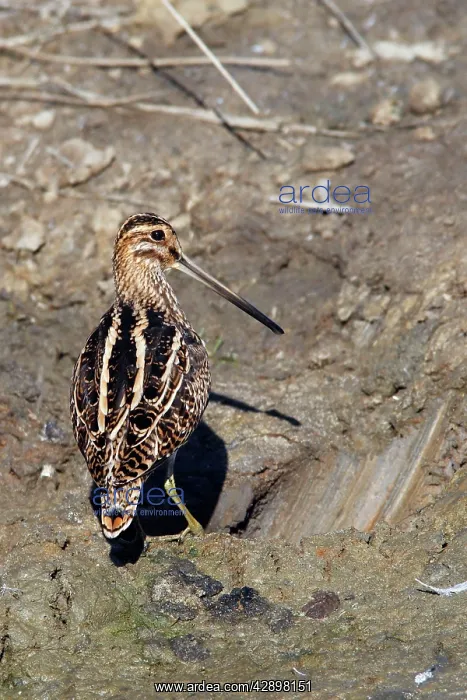 : Common Snipe : Common Snipe