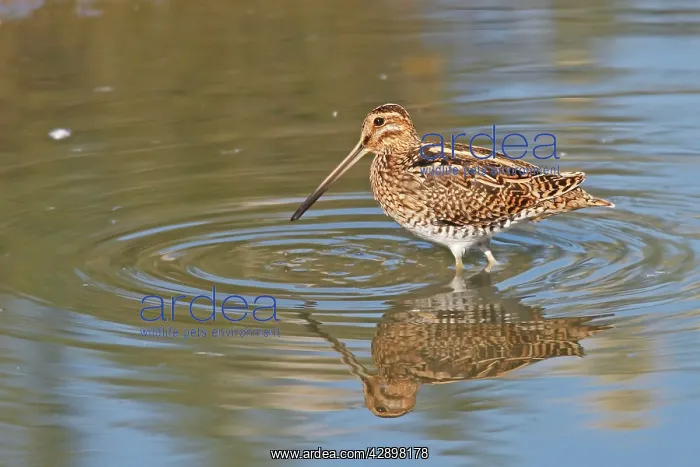 : Common Snipe : Common Snipe