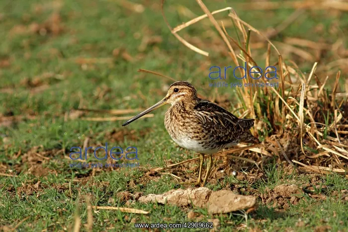 : Common Snipe : Common Snipe