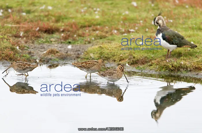 : Common Snipe : Common Snipe