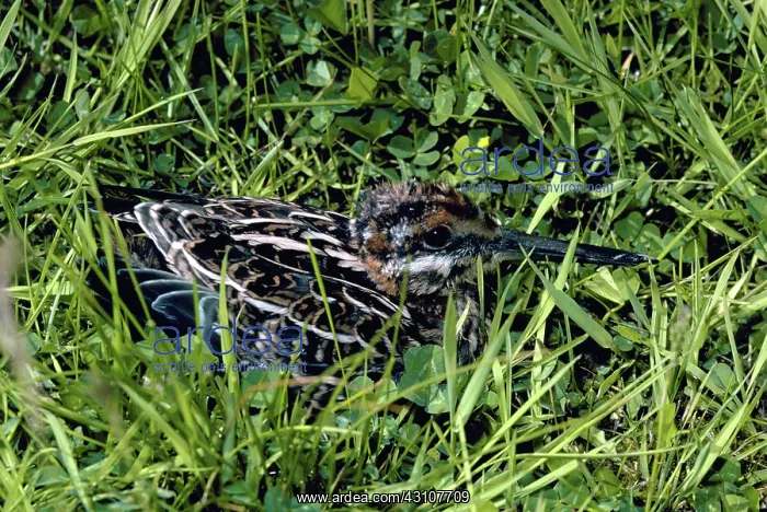 : Common Snipe : Common Snipe