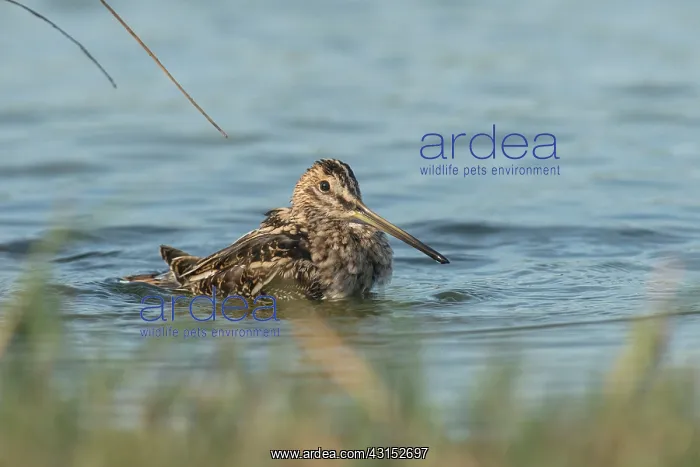 : Common Snipe : Common Snipe
