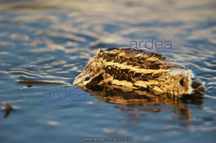 : Common Snipe : Common Snipe