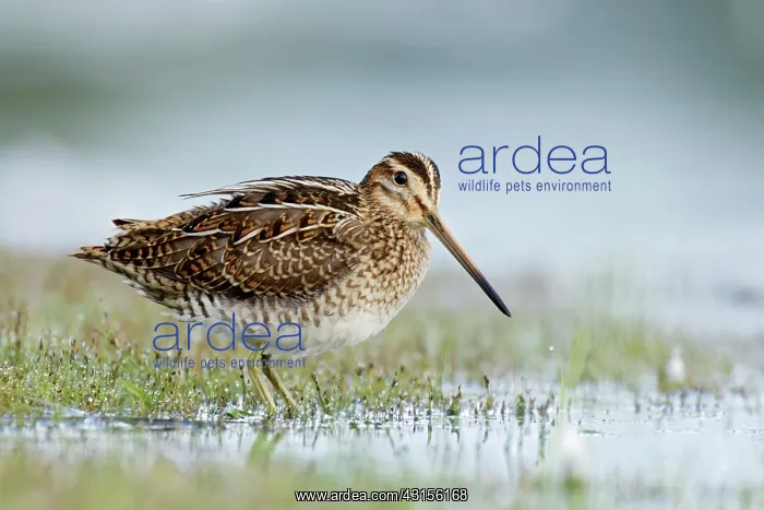 : Common Snipe : Common Snipe