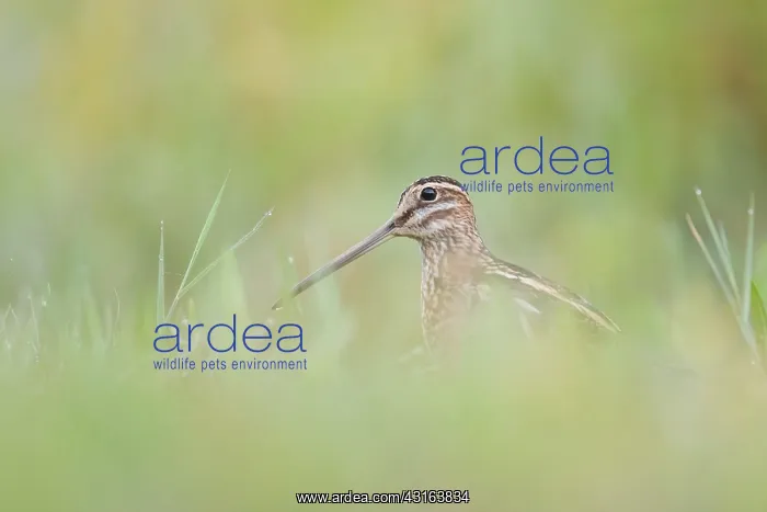 : Common Snipe : Common Snipe