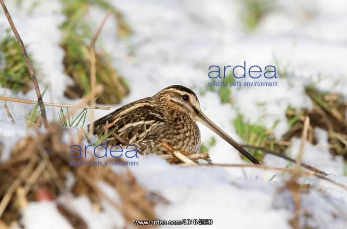 : Common Snipe : Common Snipe
