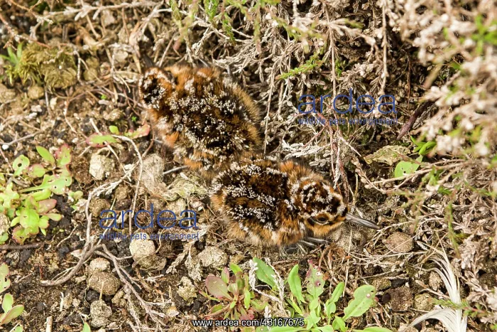: Common Snipe : Common Snipe