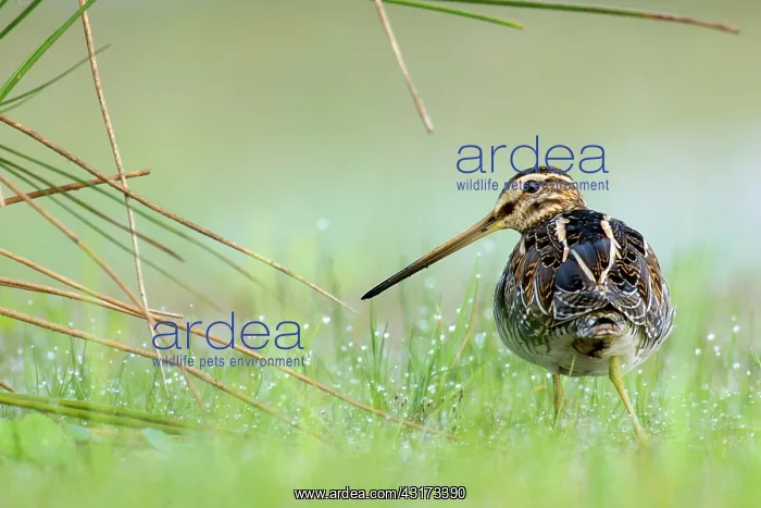 : Common Snipe : Common Snipe