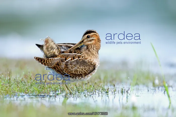: Common Snipe : Common Snipe