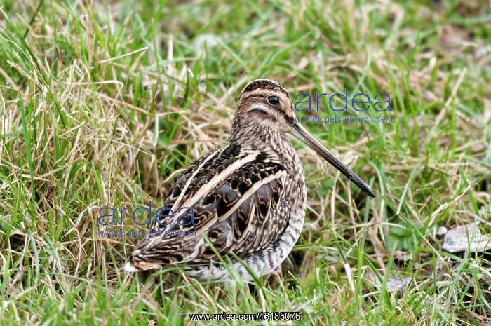 : Common Snipe : Common Snipe