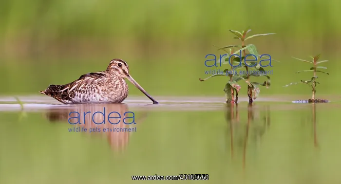 : Common Snipe : Common Snipe