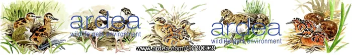  : Common Snipe