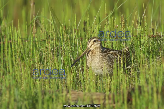 : Common Snipe : Common Snipe