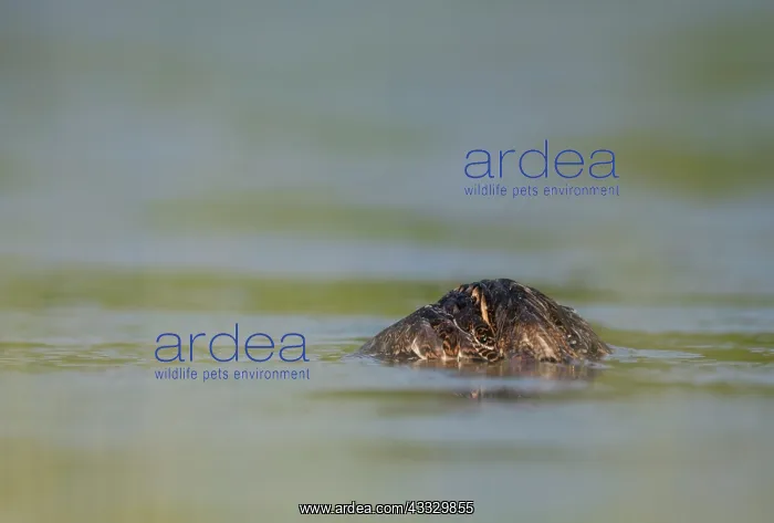: Common Snipe : Common Snipe