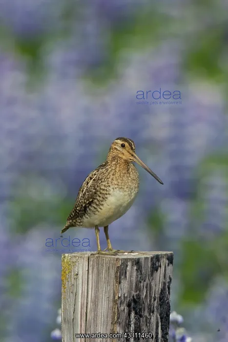 : Common Snipe - adult bird standing on a post in : Common Snipe - adult bird standing on a post in