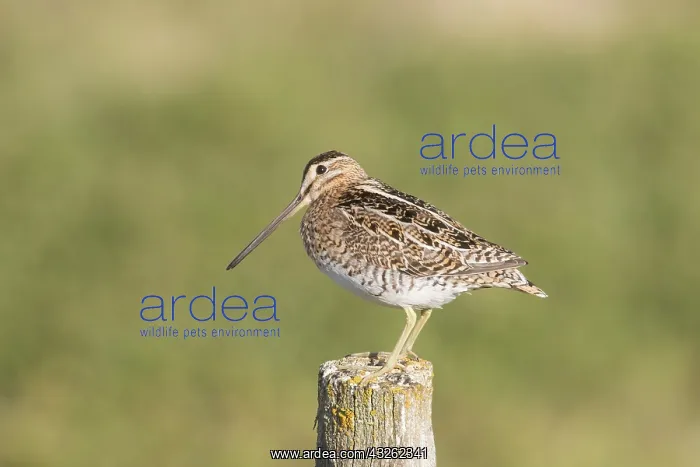 : Common Snipe - adult bird standing on a post - Germany : Common Snipe - adult bird standing on a post - Germany