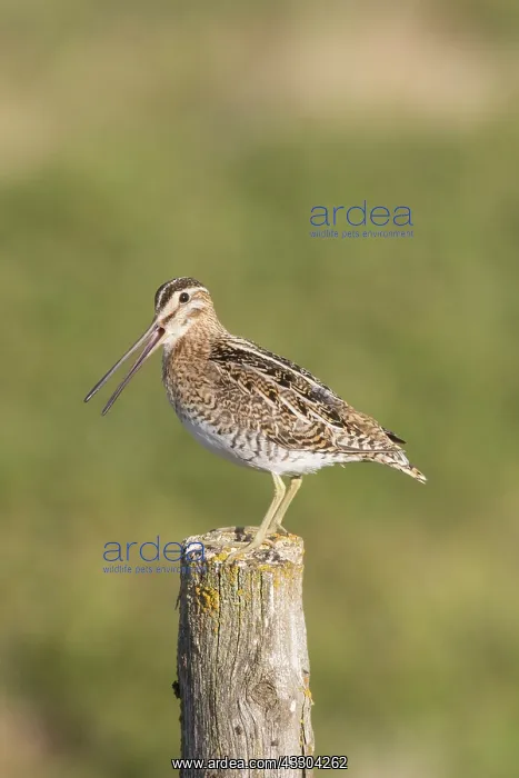 : Common Snipe - adult bird standing on a post - Germany : Common Snipe - adult bird standing on a post - Germany