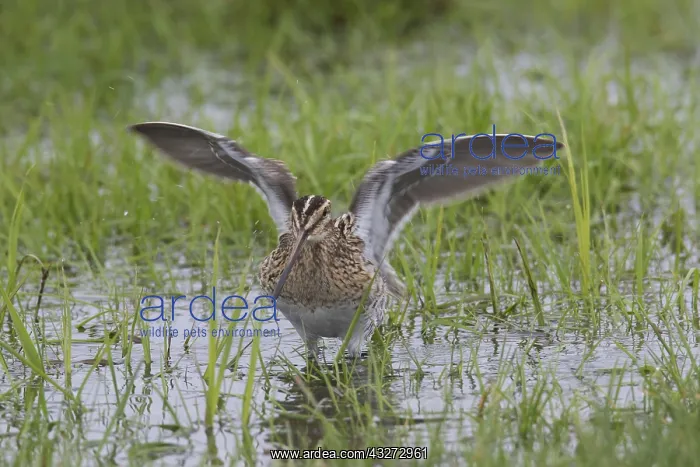 : Common Snipe - adult male flapping its wings - Germany : Common Snipe - adult male flapping its wings - Germany