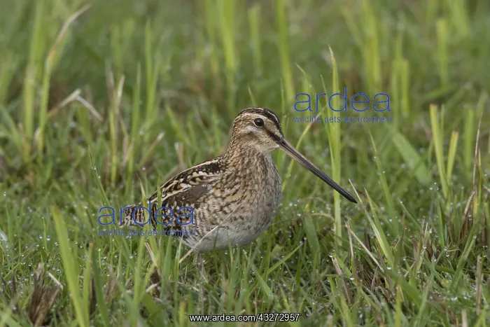 : Common Snipe - adult male in meadow - Germany : Common Snipe - adult male in meadow - Germany