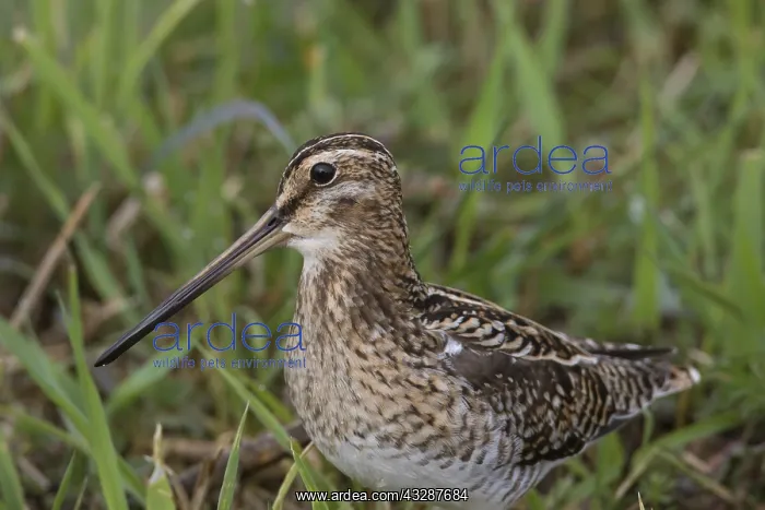 : Common Snipe - adult male in meadow - Germany : Common Snipe - adult male in meadow - Germany