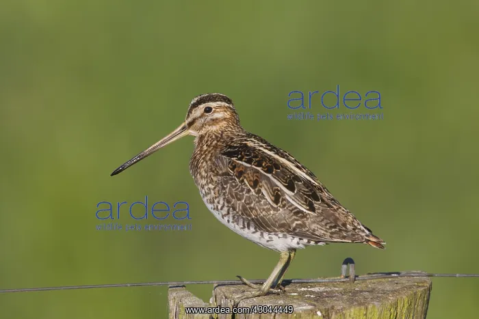 : Common Snipe - adult male perched on fence post - Germany : Common Snipe - adult male perched on fence post - Germany