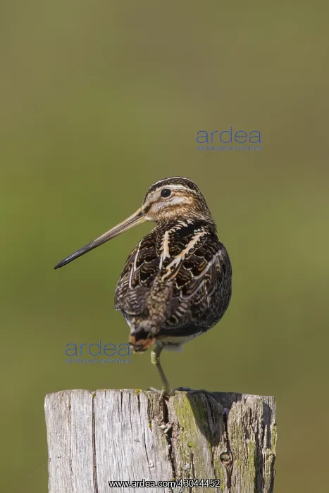 : Common Snipe - adult male perched on fence post - Germany : Common Snipe - adult male perched on fence post - Germany