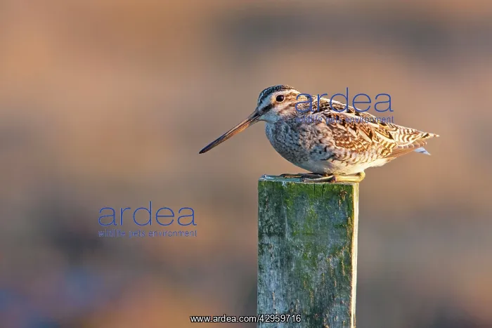  : Common Snipe - adult perching on fence post