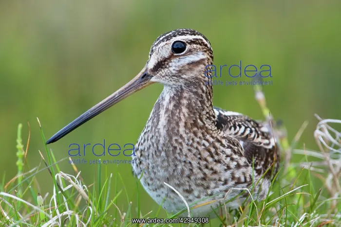 : Common Snipe - Close-up of single adult on ground : Common Snipe - Close-up of single adult on ground