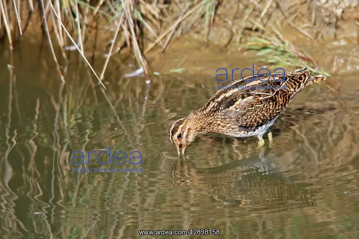 : Common Snipe - feeding : Common Snipe - feeding