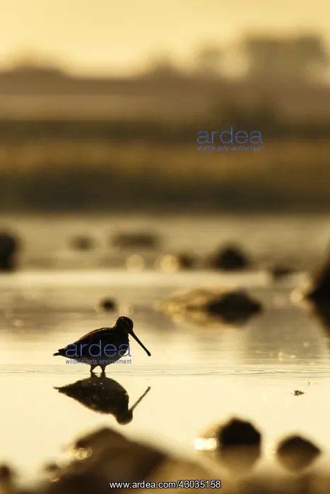 : Common Snipe - feeding on marsh shore - Casile : Common Snipe - feeding on marsh shore - Casile
