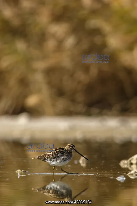 : Common Snipe - feeding on marsh shore - Casile : Common Snipe - feeding on marsh shore - Casile