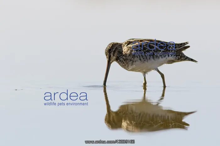 : Common Snipe - feeding on marsh shore - Casile : Common Snipe - feeding on marsh shore - Casile