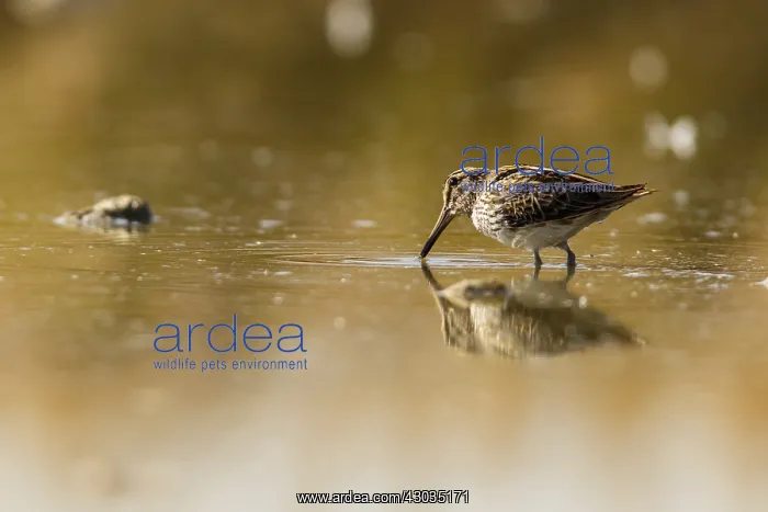 : Common Snipe - feeding on marsh shore - Casile : Common Snipe - feeding on marsh shore - Casile
