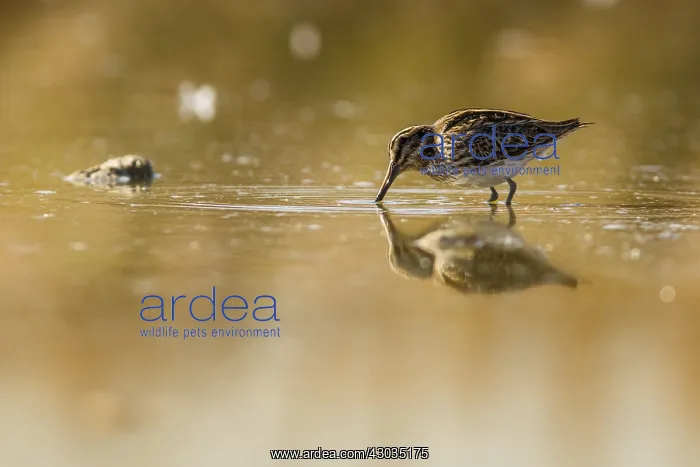 : Common Snipe - feeding on marsh shore - Casile : Common Snipe - feeding on marsh shore - Casile