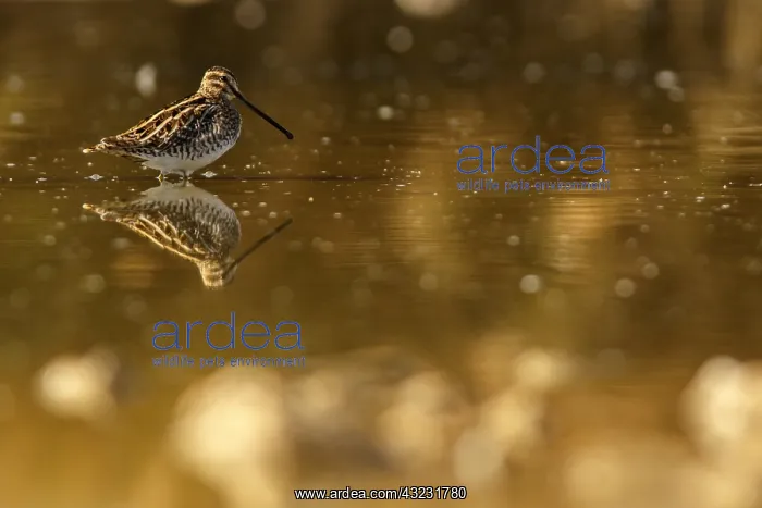 : Common Snipe - feeding on marsh shore - Casile : Common Snipe - feeding on marsh shore - Casile