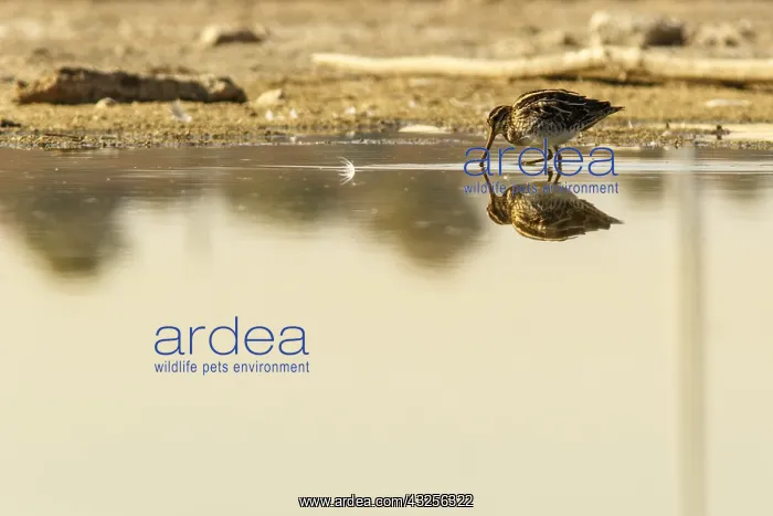  : Common Snipe - feeding on marsh shore - Casile