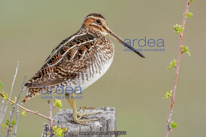 : Common snipe finds a good vantage point to look over its : Common snipe finds a good vantage point to look over its