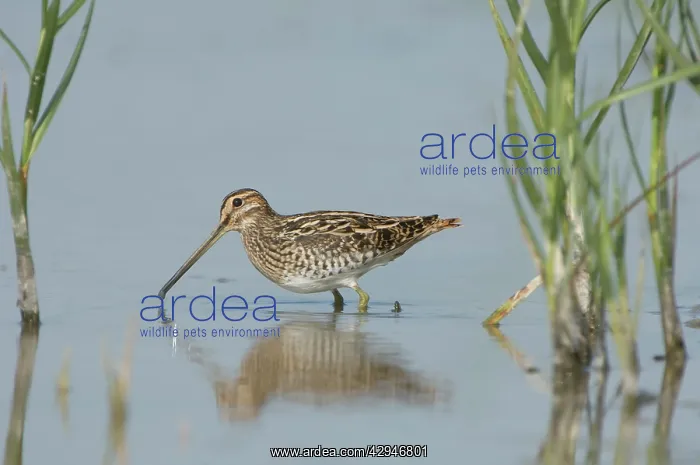 : Common snipe - Foraging in the wetlands : Common snipe - Foraging in the wetlands