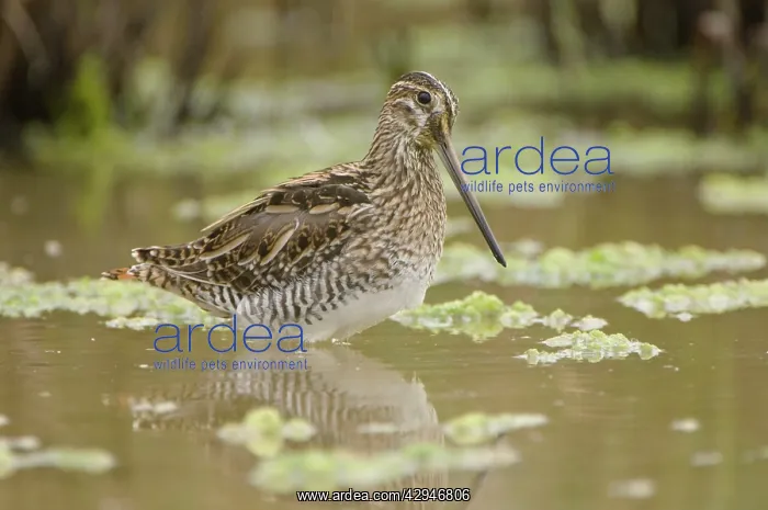  : Common snipe - Foraging in the wetlands