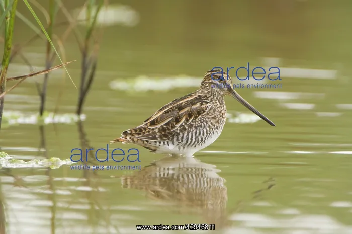 : Common snipe - Foraging in the wetlands : Common snipe - Foraging in the wetlands